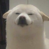 菇菇葵