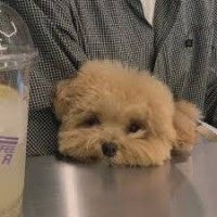 用戶頭像