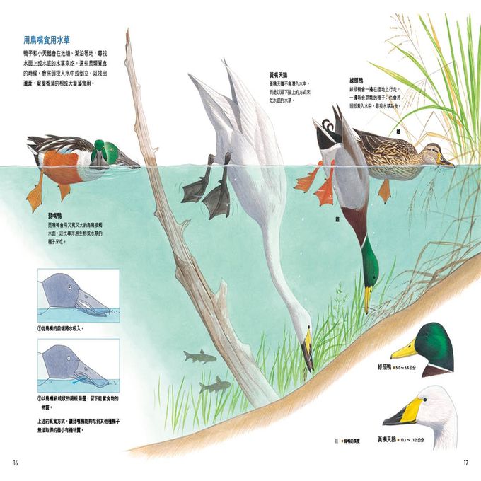 形形色色的鳥嘴