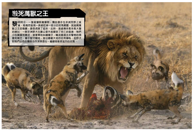 國家地理猛獸大對決：史上最凶猛的肉食動物擂臺賽 (精裝 /80頁 /全彩印刷)