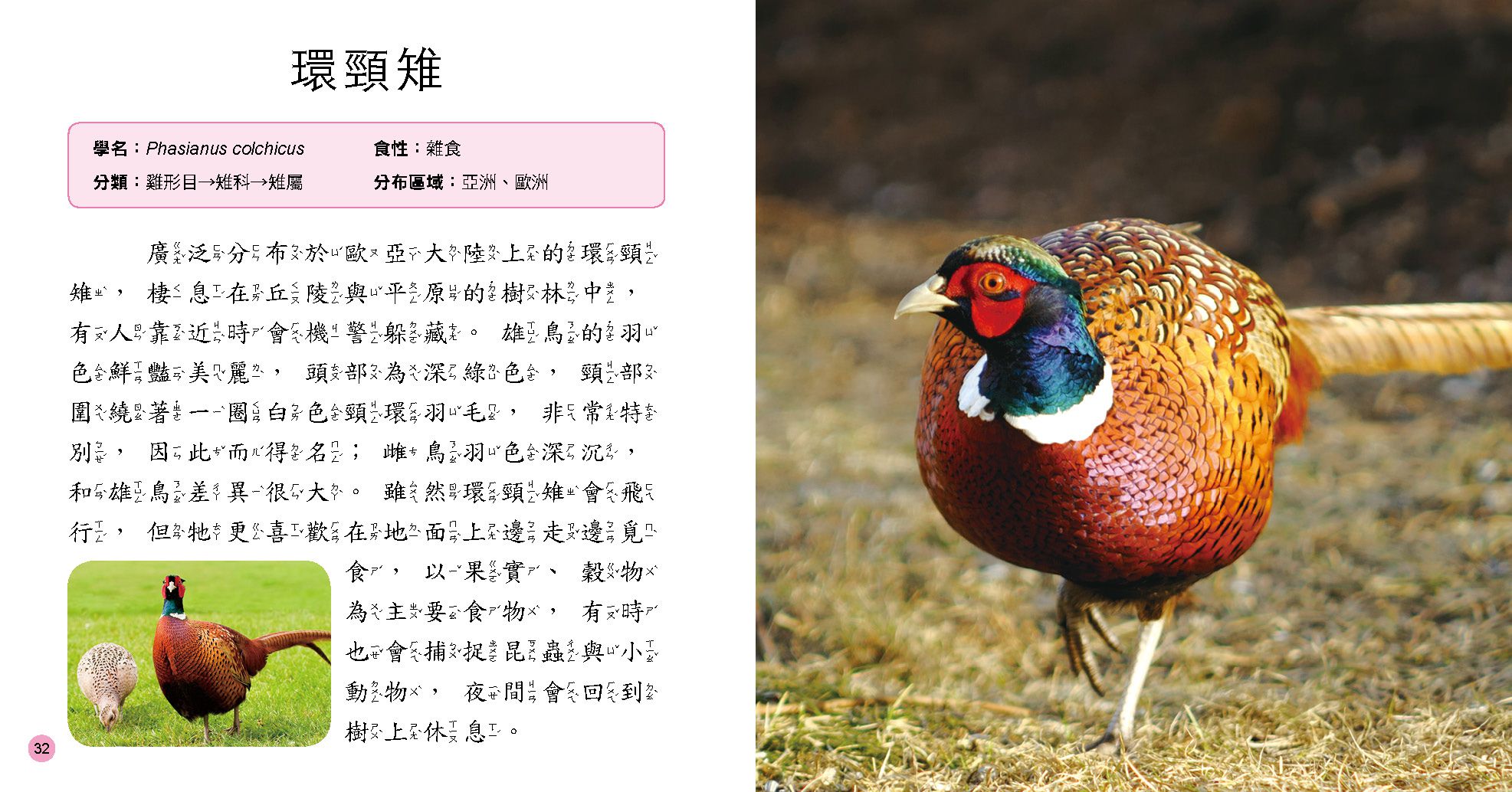 小百科圖鑑：鳥類小百科-精裝