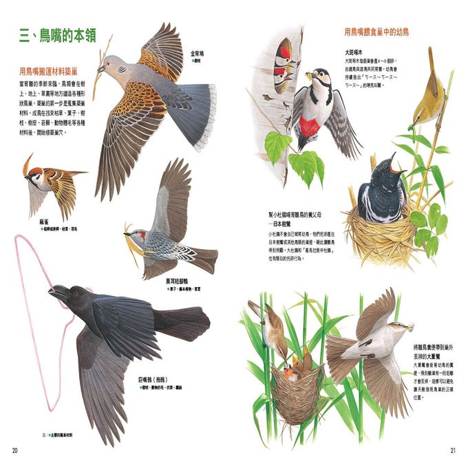 形形色色的鳥嘴