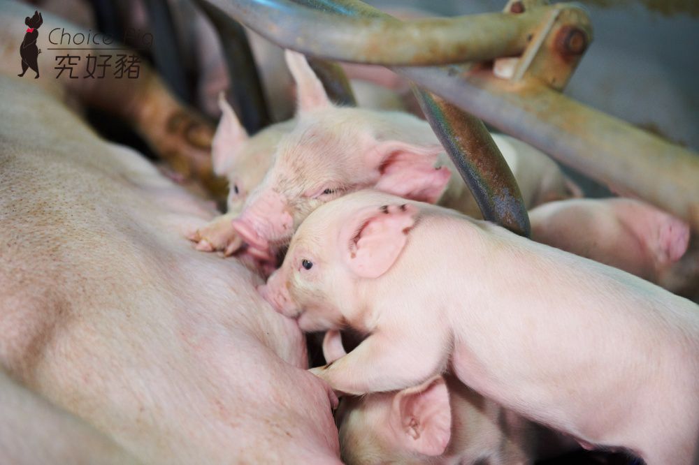 頂級餐廳指定使用【雲林 究好豬】教父牛排 饗饗 旭集選用