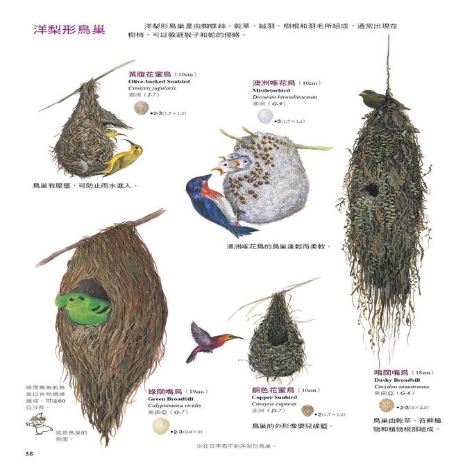 鳥類如何做各種巢