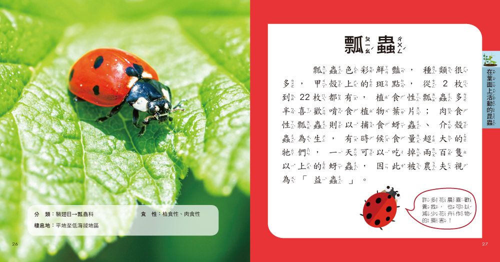 我的第一本昆蟲博士小百科NEW-內含小百科+12款昆蟲學習模型及3個配件