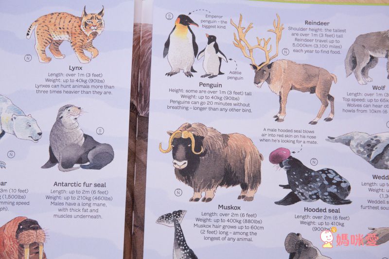 來自英國 最暢銷童書出版社【Usborne】知識遊戲書 ★ 展開超大「大圖大頁百科書」