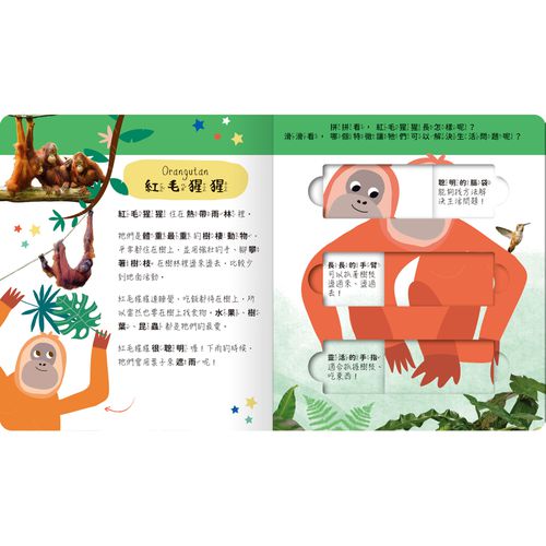 lovely puzzle-雨林動物園