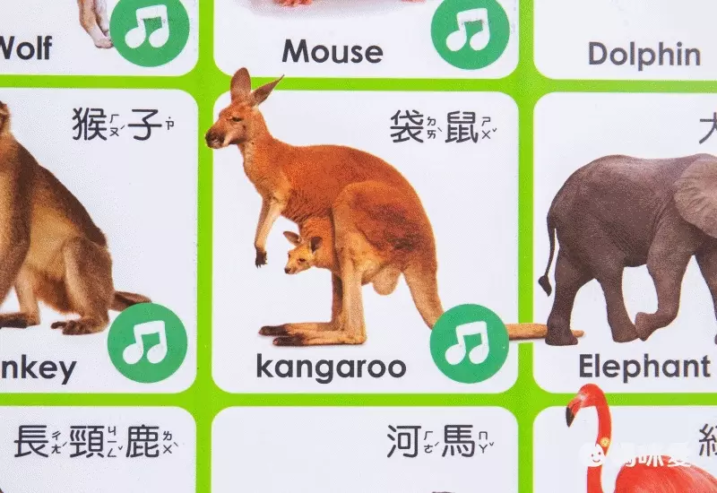 動物有聲掛圖-中英台3種語言+精選36種動物真實圖片+2首經典律動性兒歌+互動問答遊戲