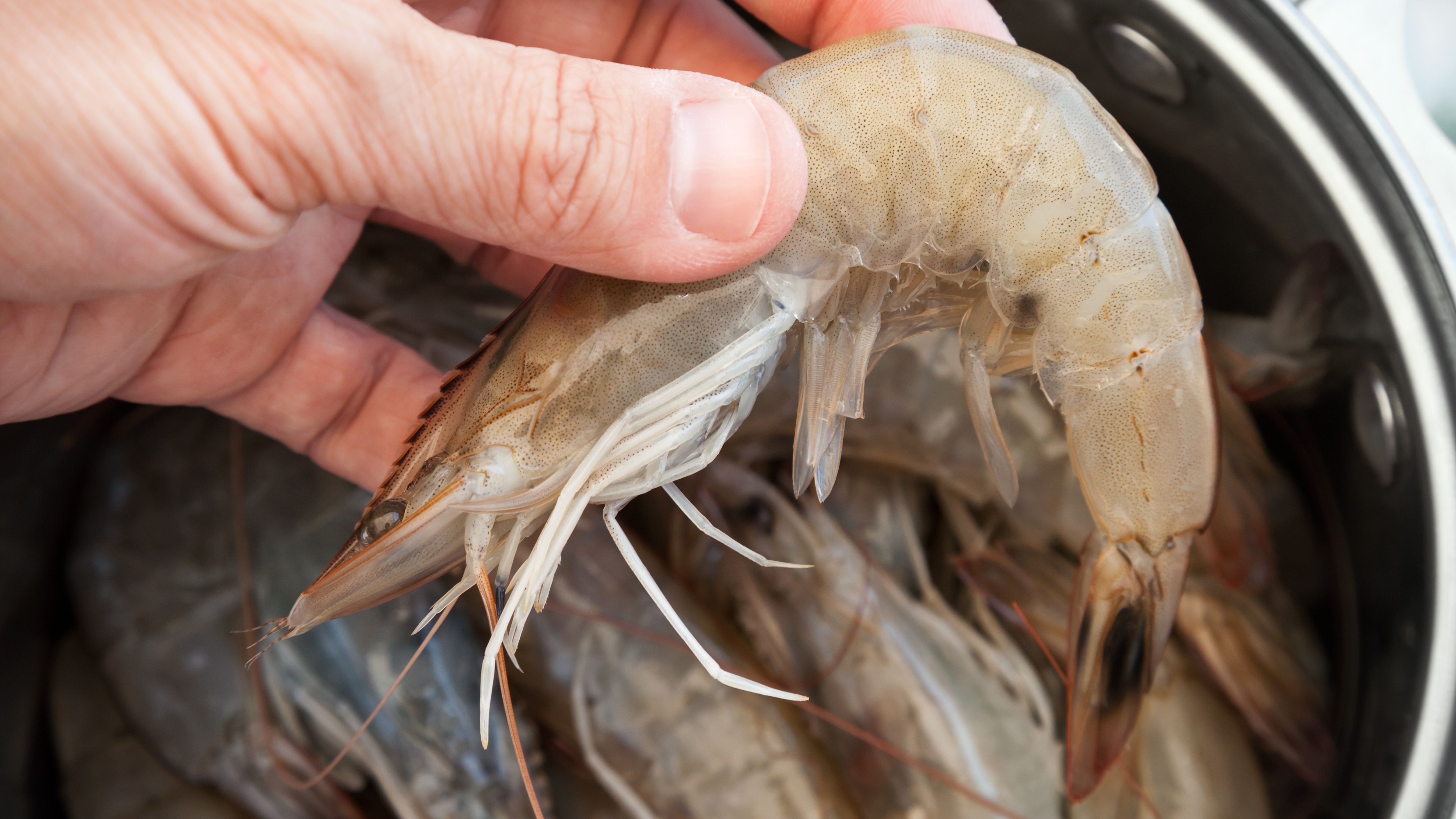 破1000好評推薦【小林市場】高品質海鮮、副食品魚片