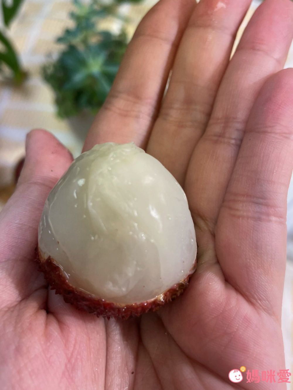 爆汁玉荷包/荔枝！高雄大樹頂級產銷 ☞產地直送最新鮮