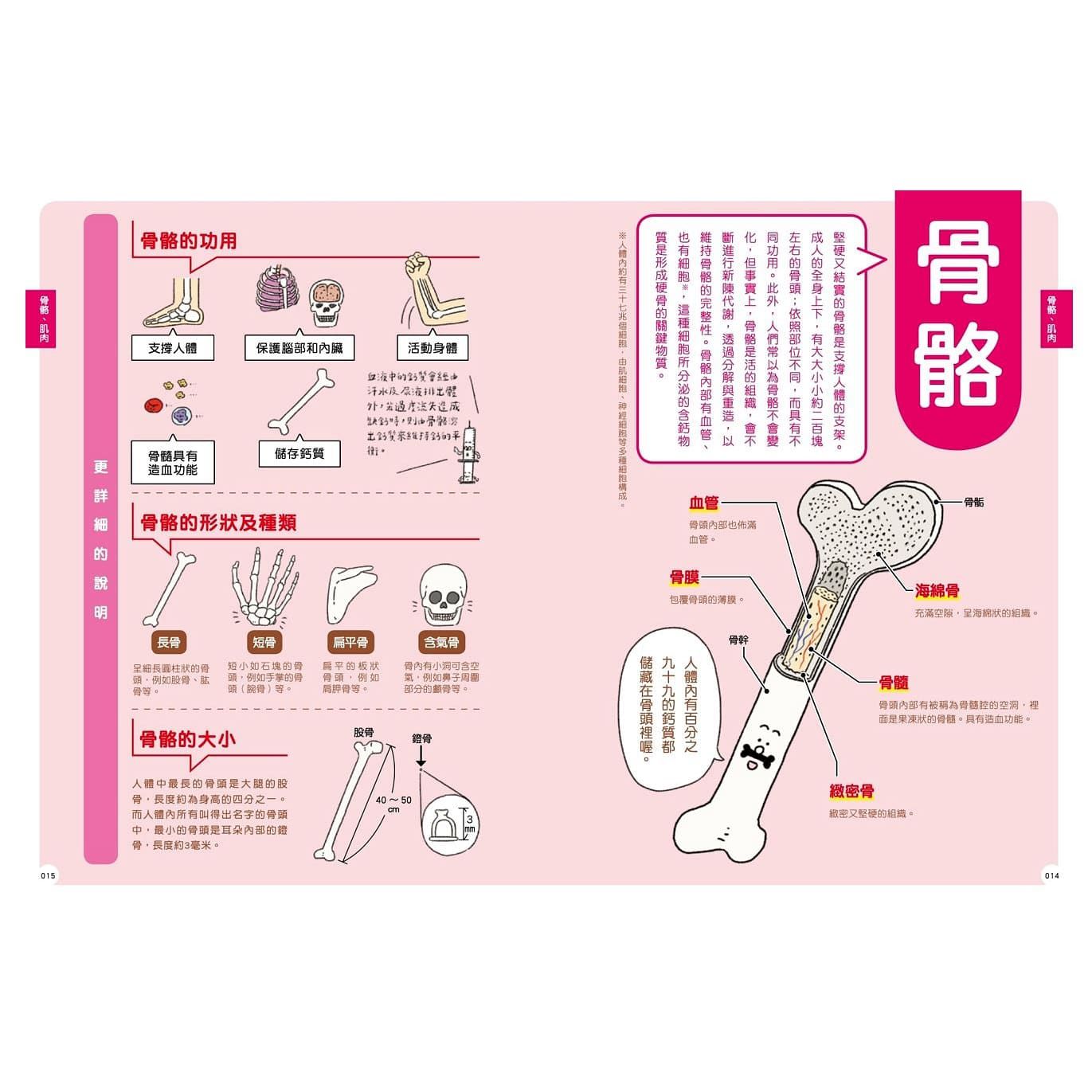 最有梗的人體教室：針筒兄弟與他們的器官小夥伴