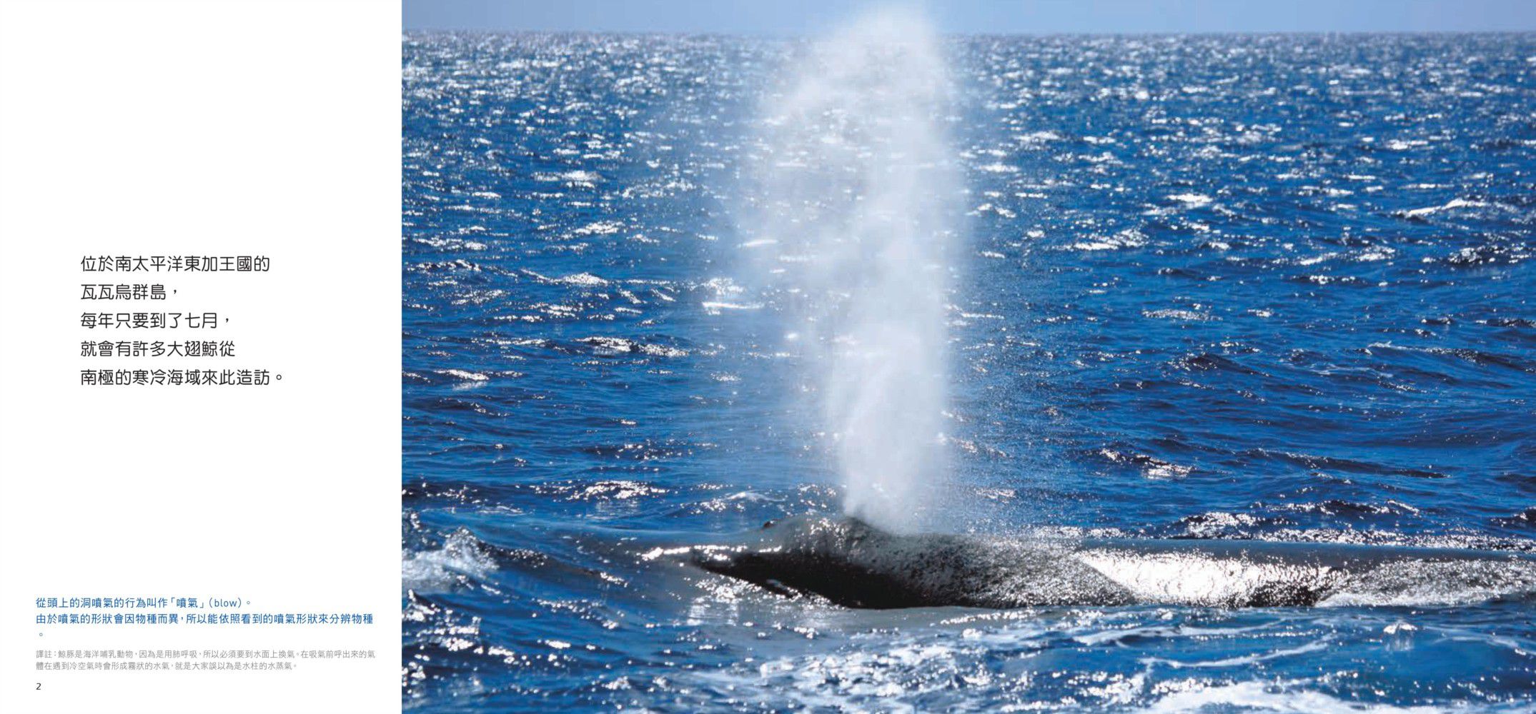 小鯨魚找媽媽：南太平洋東加王國的大翅鯨紀實繪本