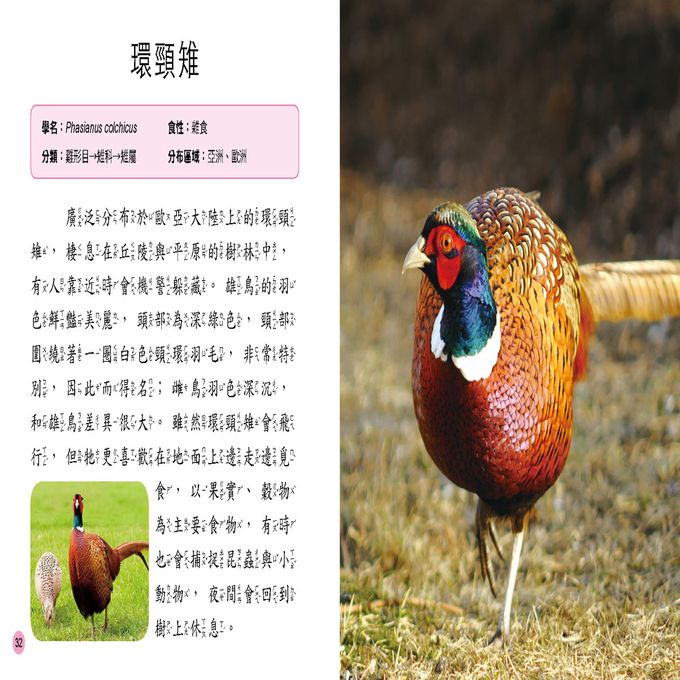 小百科圖鑑：鳥類小百科-精裝