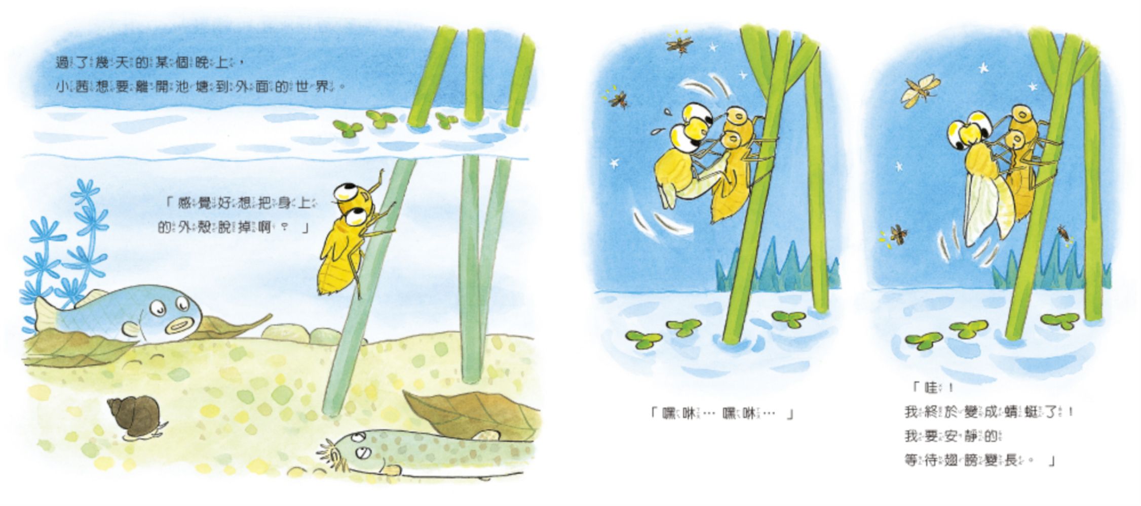 【認識蟲蟲世界】-小蜻蜓快長大