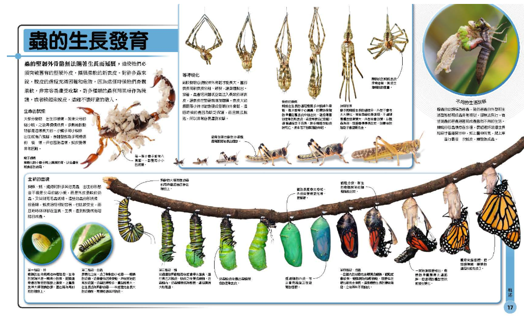 超能力昆蟲百科：地球上最大、最快、最致命的昆蟲與節肢動物 (精裝 / 208頁 /全彩印刷)