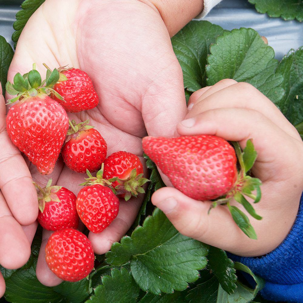 農遊超市 - 台中_沐光農場-採草莓 (採草莓體驗)-單人體驗券