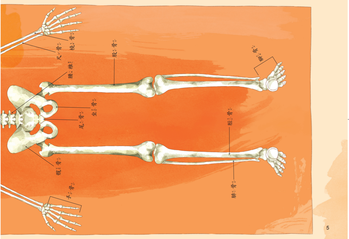 京采文教 - 骨骼寶寶愛運動