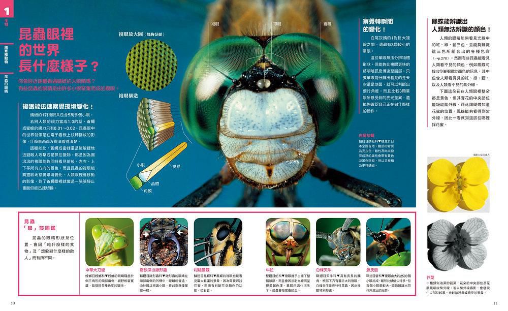 中小學生必讀科學常備用書（全套共四冊）: New全彩圖解觀念生物、地球科學、化學、物理-平裝