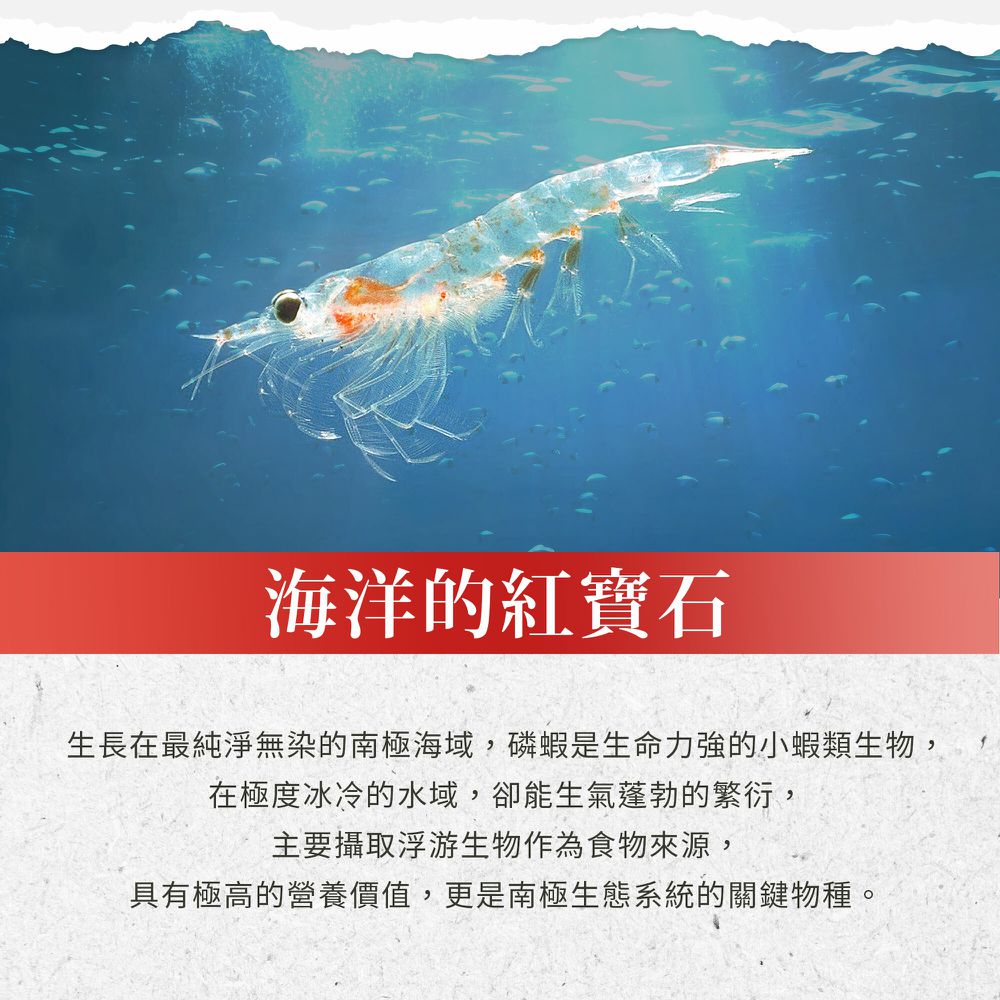 Sanct Bernhard 德國百年草本-磷蝦油500毫克膠囊 (90顆/瓶)