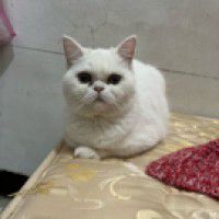 用戶頭像