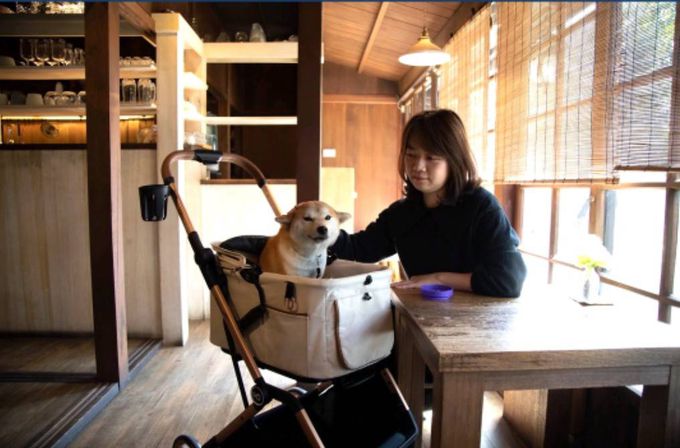 美國卡普奇Capucci - 可分離式座艙自動秒收寵物車-經典灰