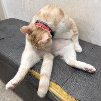 用戶頭像