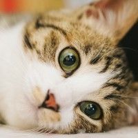 用戶頭像
