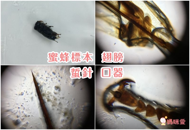 台大研發【行動顯微鏡】只有口紅般大小！