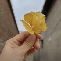 用戶頭像