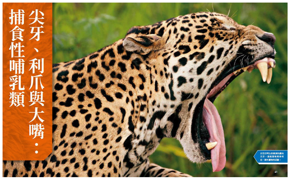 國家地理終極捕食動物百科：有史以來最完整的世界捕食動物大全 (精裝 / 272頁/全彩印刷)