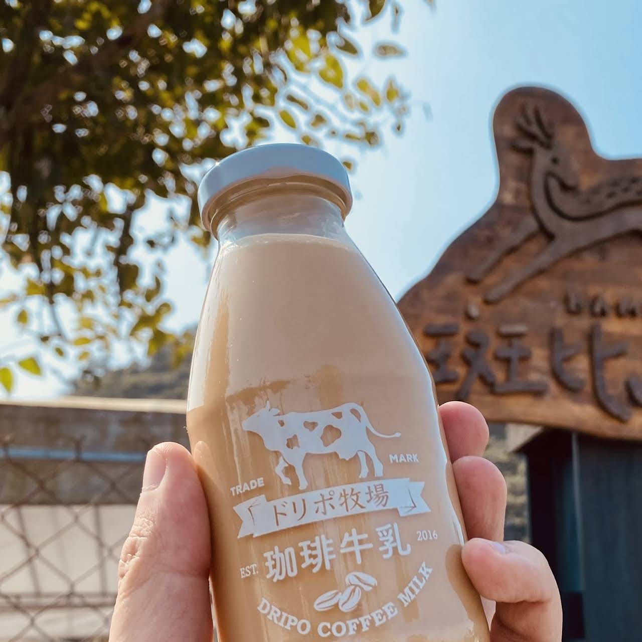 滿額贈好禮【Dripo】北海道紅茶牛乳/德國lighthouse氣泡飲