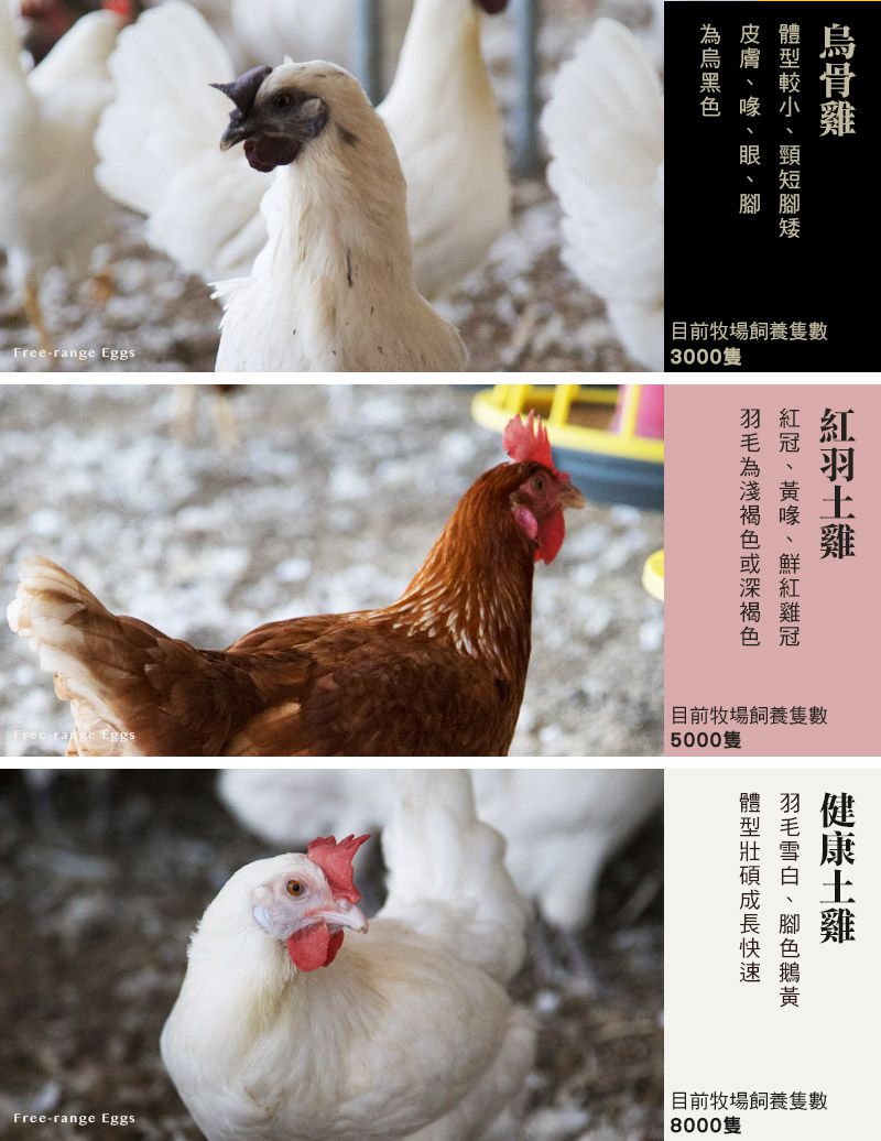 傻蛋-友善放牧蛋 - 紅羽土雞蛋-1箱/40顆