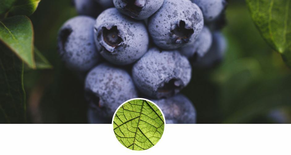 加拿大 ATTITUDE 艾特優 - 嬰幼兒2合1洗髮沐浴露-無香味-473ml