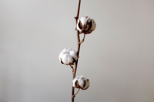 <span>棉質布料是目前市面上最大宗、最常見的材質。優點有 <em>吸濕透氣、親膚柔軟</em>等天然特性，受到大眾喜愛。尤其是<em>貼身衣物及孩子幼童的衣服</em>通常都會特別挑選棉質！而棉本身因為纖維中間有孔洞，熱傳導性較差，有基本的保溫效果喔～棉很<em>耐洗</em>，可以機洗烘乾都沒有問題，不過纖維素纖維怕「酸」，注意不要用到相關的洗劑喔！有時候棉質洗完會皺皺的，只要在他還濕濕的時候抖兩下撫平即可！</span>
<ul>
<li><span>精梳棉－棉纖維長短不一，須經過梳理挑選後才織成紗線，而精梳棉的挑選程序較一般棉更加嚴格，留下的長度相似，織造的紗線更耐用也更有光澤感喔！</span></li>
<li>有機棉－想要拿到有機棉認證可是需要經過嚴格的檢驗：需栽種於<em>三年以上</em>未使用化學肥料的土地上，且植栽過程也不能夠使用任何化學肥料。</li>
</ul>