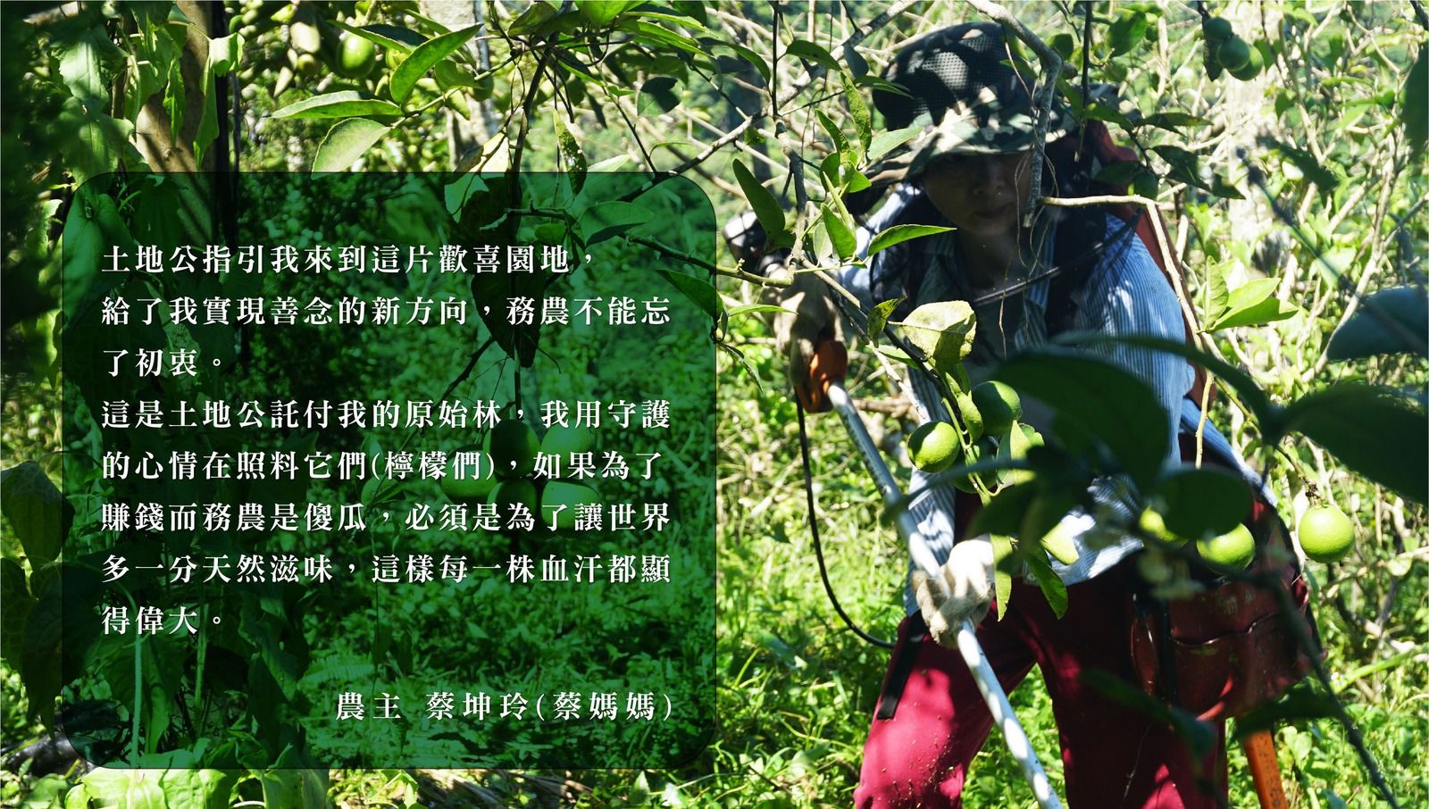 南投自然農法種植【憋氣檸檬】檸檬冰角/檸檬汁/檸檬片