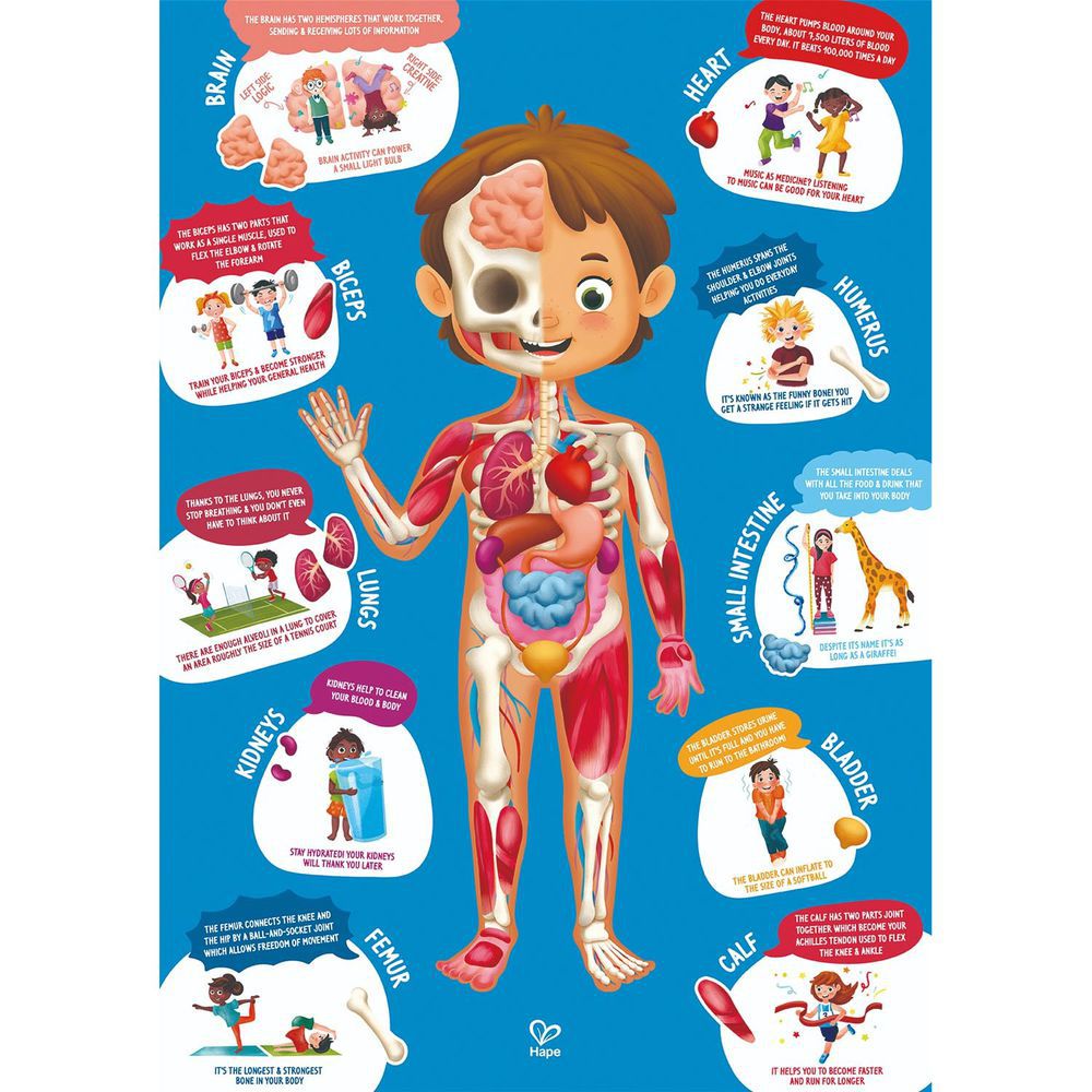 阿秤當媽了專屬團購 ★ 德國 Hape 木製益智玩具全系列