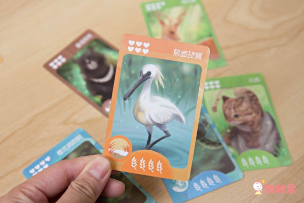 自然科學博物館授權【臺灣特有種】親子桌遊，認識台灣本土物種