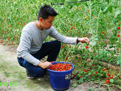 嘉義 | 豐碩果園-香瓜/番茄/玉米 (250元採果通用券(適用全台37家以上農場果園))-單人採果券