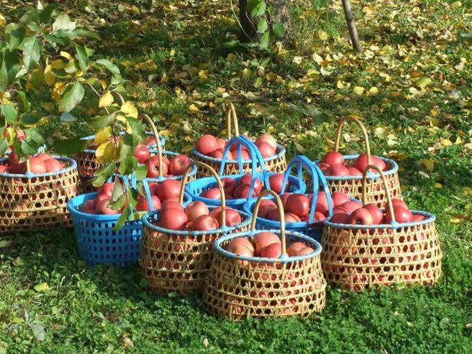 日本青森 - 天然純榨蘋果汁_6入組(箱裝)-1000g(980ml)*6