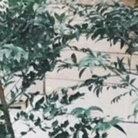 用戶頭像