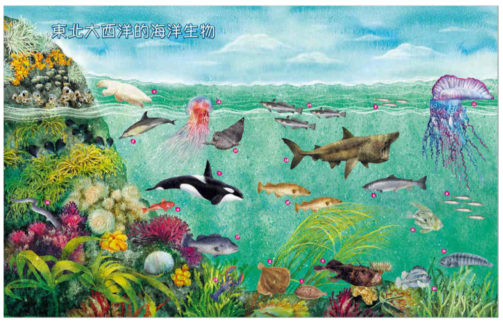 世界上有哪些魚？：魚類、海洋動物與牠們生活的大海 (精裝 / 164頁 /全彩印刷)