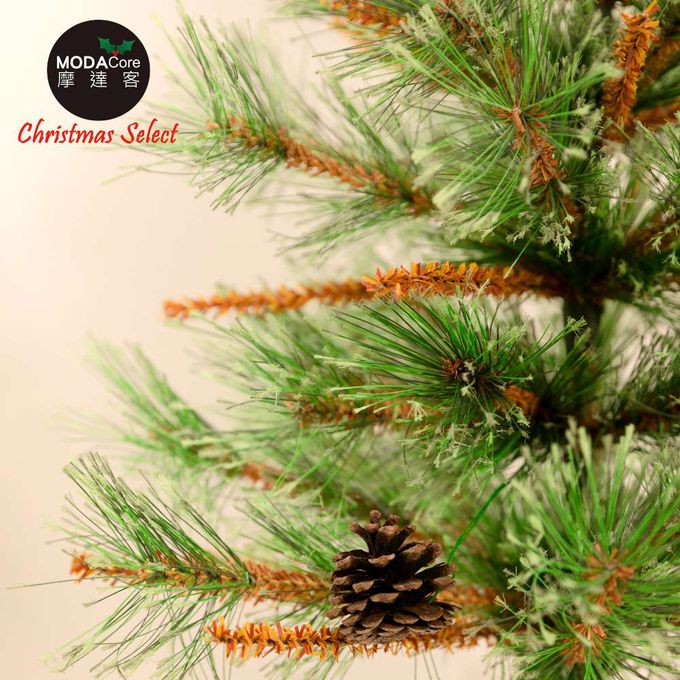 MODACore 摩達客 - 摩達客耶誕-60cm高級開花黃枝松針原木底座聖誕樹裸樹/不含配件/本島免運費