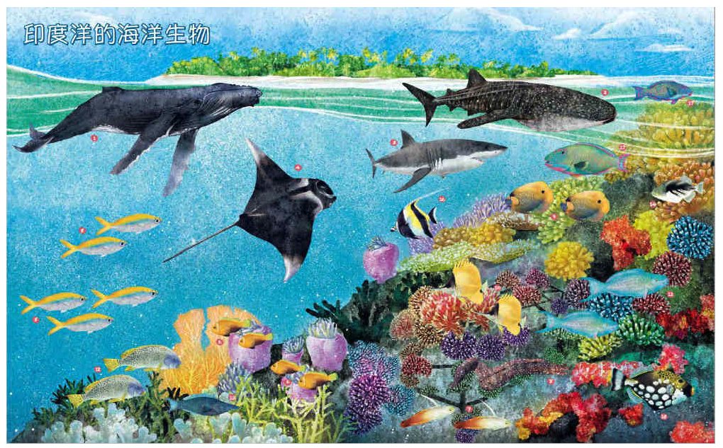 世界上有哪些魚？：魚類、海洋動物與牠們生活的大海 (精裝 / 164頁 /全彩印刷)