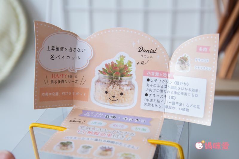 日本 KISHIMA - CT觸媒 開運消臭仿真多肉盆栽-成長-Daniel (L(φ10x11.5cm))