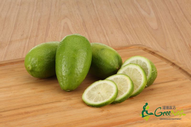 【鋐洲生技有機農場】有機蔬菜水果箱 / 有機芭樂