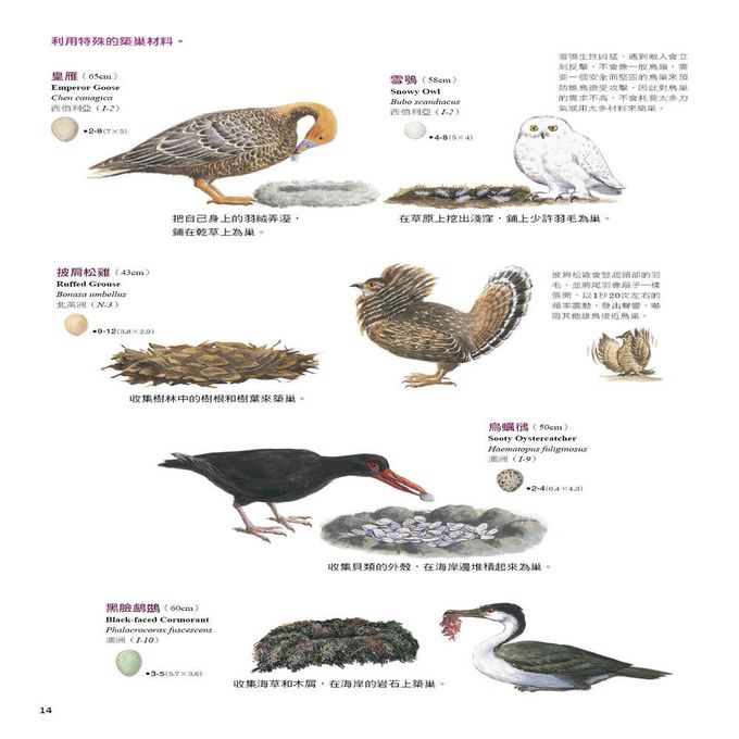 鳥類如何做各種巢