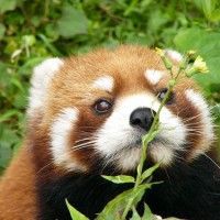 用戶頭像