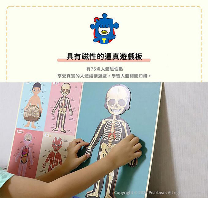 韓國 Ariati - 磁性遊戲板-人體認知