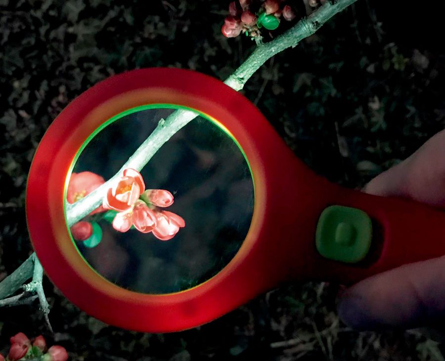 德國 Moses - 小園丁系列-LED寬鏡面放大鏡