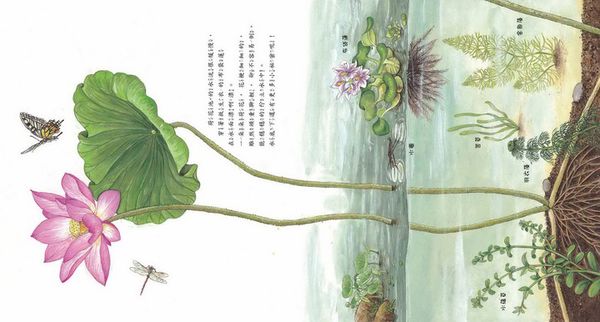 青林國際出版 - 荷花池